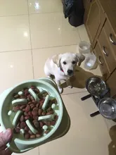 Dog-Bowl Pet Slow-Eating Hard-Plastic Cat Nonslip Anti-Gulping