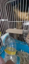 Soporte de madera plataforma juguetes pájaros mascotas estante para el loro hámster perchas pata molienda jaula limpia accesorios para jerbos ratones juguetes de madera
