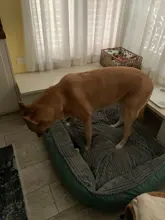 Bed Pet-Bed Labradors-House HOOPET Small Large Soft Warm Winter for Medium Big