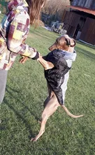 Pet-Dog-Clothes Clothing Walking-Harness Dogs Outdoor Waterproof Large Winter Medium