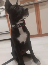 Necklace Name-Tags Dog-Collar KOMMILIFE Personalized For Dogs Nylon with Explosion-Proof