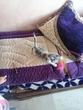 Juguete artificial de plástico para gatos y mascotas, palo con pluma de colores, varita con campana, jaula de ratón, señuelo, color al azar, 1 ud.