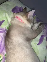 Necklaces-Accessories Collar Puppy-Products Chat Kitten Kota Small Traumdeutung for Pet-Dog