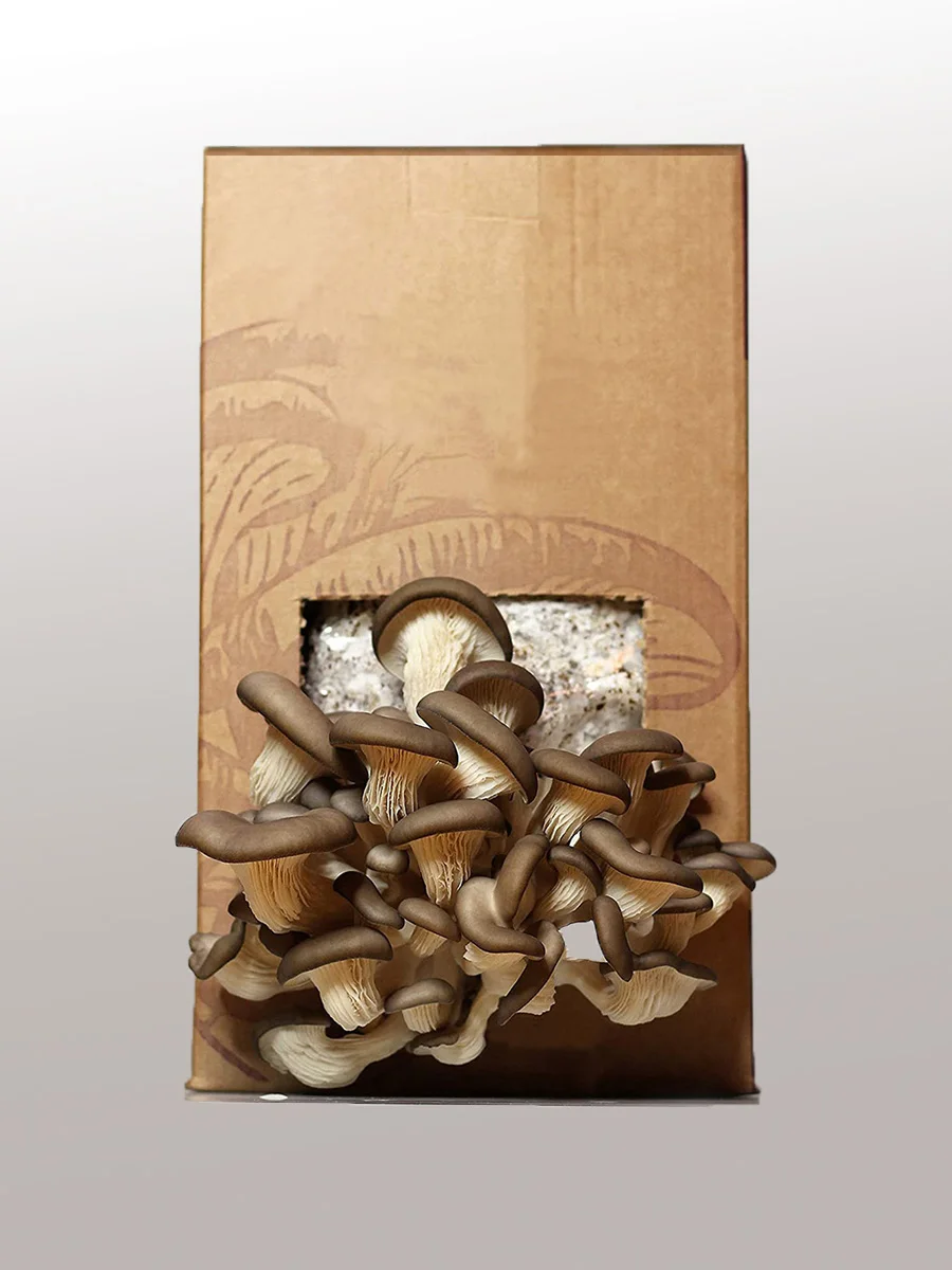Veshenki mushroom for growing mushrooms veshenok houses in a box, set for growing mushrooms, mushroom seeds, mushroom home