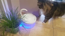 Fuente de Gato de 2L con luz azul, dispensador de agua automático alimentado por USB, alimentador de gatos, filtro de bebida para gatos y perros, proveedor de mascotas