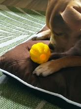 2020 nueva llegada None Cn (Origen) de caucho pelotas juguetes para perros