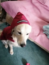 Dogs Coat Rain-Jacket Labrador Big-Poncho Golden-Retriever Waterproof Outdoor Pet-Dog