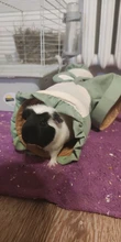 Hamster Tunnel Tube Accessory Hedgehog-Toy Guinea-Pigs Animals Collapsible Small 