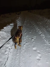 LED Flashlight Bottom-Magnet-Design Adjustable Usb Rechargeable Multifunctional COB 180-Degree