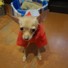 Winter Overalls for Dogs Warm Waterproof Pet Jumpsuit Trousers Male/ Female Dog Reflective