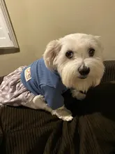 Dog-Dress Dogs-Skirt Yorkshire Summer Chihuahau Dot 