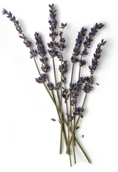 

Lavandula Stoechas 1 kg
