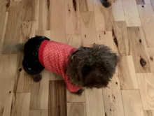 Coat Dogs-Clothing Dot-Pattern Winter Hooded Pet-Dogs New Xl To High-Quality