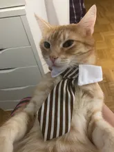 [MPK Store] Cat Toy Cat Costume Clip Tie for Cats and Dogs, Cat Collar