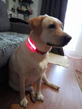Collar LED de nailon para mascotas, fluorescente y luminoso, suministros para mascotas, correa de seguridad nocturna intermitente de seguridad que brilla en la oscuridad
