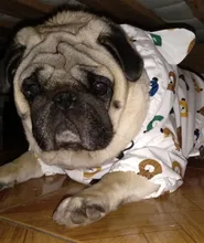 Clothing Bulldog-Clothes Corgi Raincoat Poodle Pug Bichon French Waterproof for Schnauzer