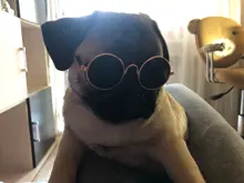 Productos para mascotas encantador redondo Vintage gato gafas de sol reflejo ojo gafas para perro pequeño gato accesorios fotos de mascotas accesorios