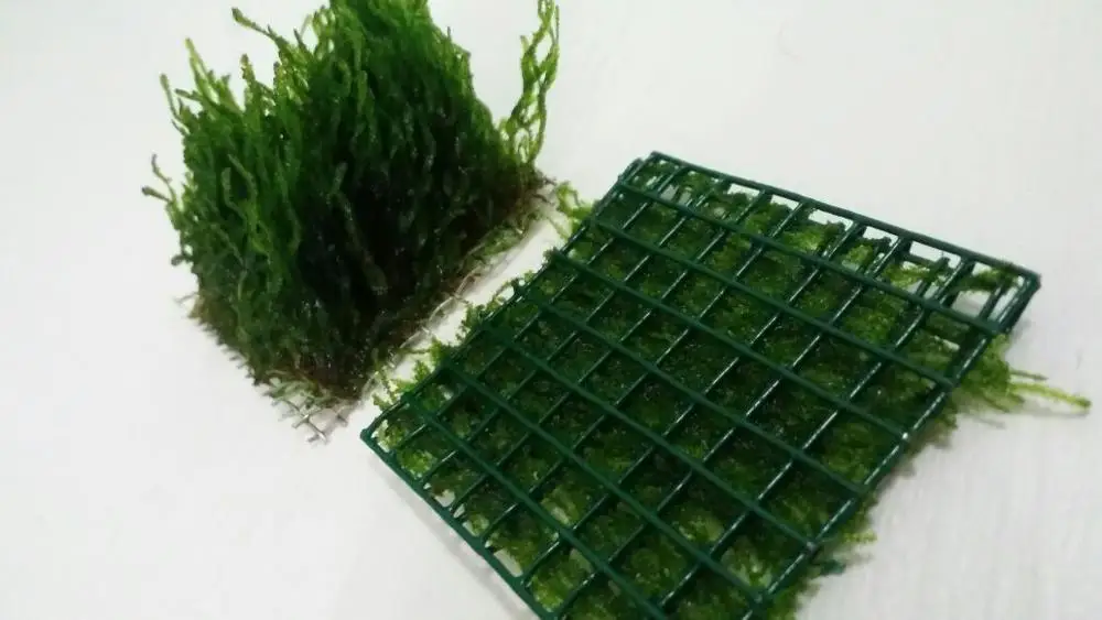Пламени мох 5x5 из сетчатой ткани