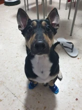 4 unids/set lindo cachorro perro calcetines de perros pequeños de algodón Anti-deslizamiento zapatos de gato para Otoño Invierno interior desgaste antideslizante en la pata Protector