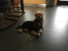 Dog-Toy Toys Ropes Suction-Cup Puppy Playing Treat Cleaning-Chewing Elastic Push Tug