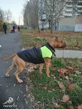 Clothing Coat Jacket Padded-Vest Dog-Pets-Clothes Dogs Small Chihuahua Waterproof Winter