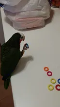 Ring Rings-Decoration Parrot Toys Diy-Accessories Birds Parakeet-Toy Wooden Play Chew