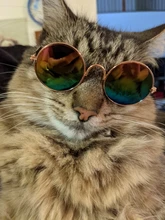Gafas de sol Multicolor para Gato, productos para perrito y gato, accesorios para fotos, suministros para mascotas