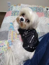 Pet Clothing Costumes Coat Kitten-Outfits Yorkshire Puppy Winter Warm Autumn for Chihuahua