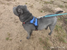 Durable Reflective Pet Dog Harness For Dogs Adjustable Big Dog Harness Pet Walking Harness