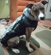 Pet-Dog-Clothes Clothing Walking-Harness Dogs Outdoor Waterproof Large Winter Medium