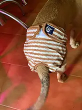 Menstruation Underwear Panties Jumpsuit Diaper Dog-Shorts Pet-Physiological Sanitary