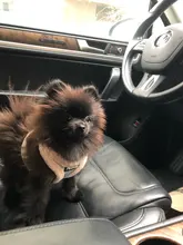 Vest Leash-Set Puppy-Harness Dog No-Pull French-Bulldog Pet-Chihuahua Small Padded Adjustable