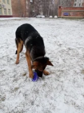 Pet-Ufo-Toys Rubber Interactive-Toy Trainning Flying-Discs Large Dog Small Puppy Fetch