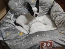 Asiento de viaje Universal para mascotas, cama de transporte acolchada antideslizante para gatos y perros, cama de viaje al aire libre, asiento de coche