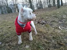 Small Dog Clothes Winter Warm Pet Dogs Coat Jacket Puppy Cat Outdoor Clothing Hoodies