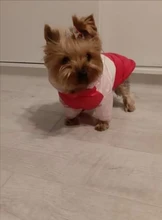 Outfit Jacket Hoodie Dog Warm Waterproof Winter Coat Splice Pet-Puppy 6-Colours 8-Sizes