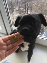 Anti-perdido personalizado Pet ID Tag perro Collar de identificación de mascotas nombre de gato para gato Collar de cachorro etiqueta colgante accesorios Collar mascotas