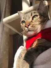 Grooming-Accessories Towel Scarf Necklace Collars Decor Cat Dogs Saliva Adjustable Plush