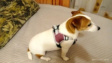 Pet-Vest Harnesses Dog-Supplies Reflective No-Pull Small Walking-Adjustable Large Medium