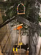 Swing-Toy Perch Beads Bird-Supplies Parrots Wooden Hanging Natural with Colorful