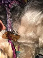 Collar personalizado para perro, etiqueta de identificación, grabado, Nombre de mascota para gato, cachorro, colgante, llavero, hueso, accesorios para mascotas