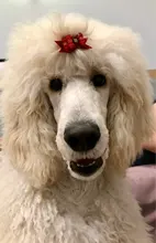 Small Dog Product Hair-Clips Grooming-Accessories Rubber-Band Pet-Dog Cat 10pcs/Lot Hand-Made