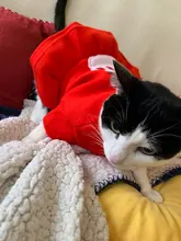 Costume Dog Shirt Dress Christmas Cat-Coat Couple for Small Cats Terrier Ropa Para Perro