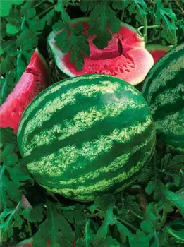 

Watermelon seeds Astrakhan ms897 5gr