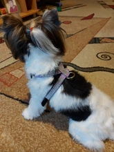 Collar de perro ajustable productos para mascotas Collar para perro arnés correa de liberación rápida Rhinestone Bling de cuero de la PU 1 PC