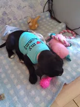 Cute I LOVE MY MOMMY DADDY Dog Clothes Comfort Pet Costume Vest Puppy Cats Coat Clothing