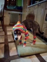 Pet-Puppy-Accessories Socks Hats Cat-Products Dogs-Knitted Small Chihuahua Little Winter