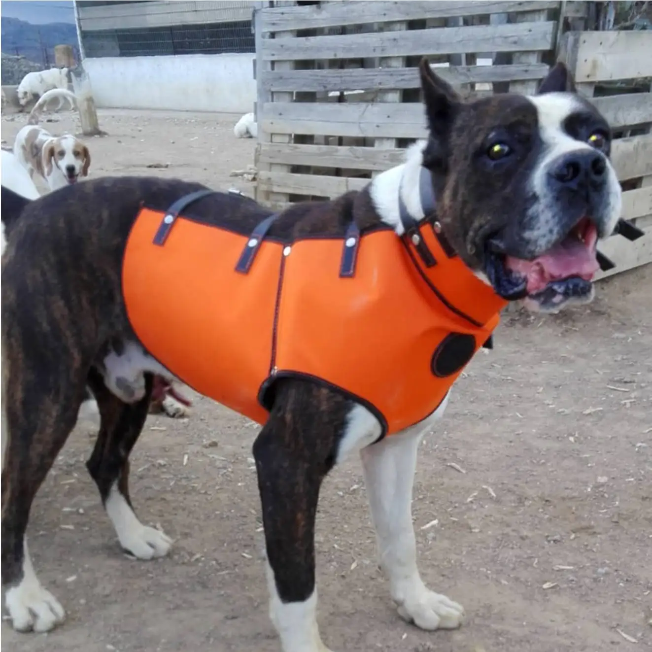 Wild Boar Hunting Dog Protection Collar Vest Made Of Very Resistant