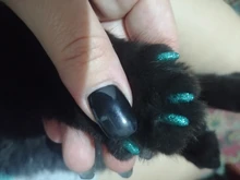 Tapas de uñas suaves para gatos y mascotas, Protector de uñas de silicona, pegamento adhesivo gratis, tamaño XS, S, M y L, 100 unids/lote