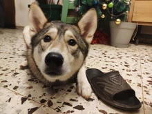 OBDLink-Herramienta de codificación para vehículo, dispositivo LX con bluetooth, OBD2, BIMMER, 10 pines, con cable, para BMW, motocicleta, MOTOSCAN Plus